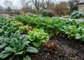 Nem horta parada, nem jardim sem cor: essas são as plantas que continuam produzindo nos meses mais frios