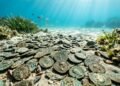 Mergulhadores descobrem o maior tesouro romano do mundo com 50.000 moedas de bronze escondido sob o Mediterrâneo