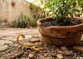 Estas 4 plantas podem manter escorpiões longe enquanto transformam a decoração da sua casa