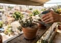 Onda de calor no jardim: as plantas que precisam de água antes que murchem de vez