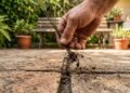 Como acabar com as ervas daninhas do quintal usando uma receita simples
