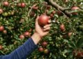 Por que tirar frutas ainda pequenas da árvore pode ser a decisão mais importante para ter uma colheita bonita