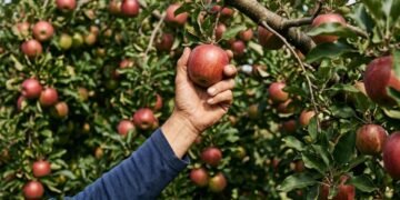 Por que tirar frutas ainda pequenas da árvore pode ser a decisão mais importante para ter uma colheita bonita