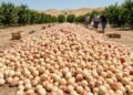 Produtor fica impedido de vender nectarinas por briga sobre direitos da fruta e distribui mais de 45 toneladas de graça