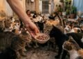 Morador coloca comida no quintal para alimentar os gatos de rua do bairro, mas a colônia felina que se forma acaba virando reclamação de vizinhos e notificação da prefeitura