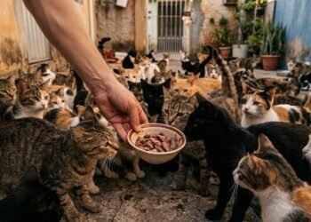 Morador coloca comida no quintal para alimentar os gatos de rua do bairro, mas a colônia felina que se forma acaba virando reclamação de vizinhos e notificação da prefeitura