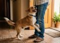 Os veterinários concordam: se o seu cão está feliz quando você chega em casa, isso não é um sinal de felicidade