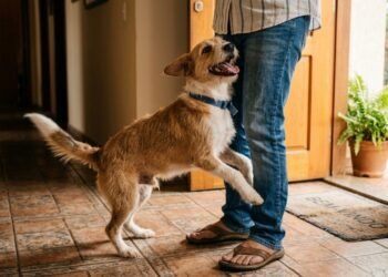 Os veterinários concordam: se o seu cão está feliz quando você chega em casa, isso não é um sinal de felicidade