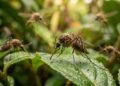 Capim-limão ou citronela: qual repele melhor os mosquitos?