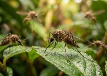 Capim-limão ou citronela: qual repele melhor os mosquitos?