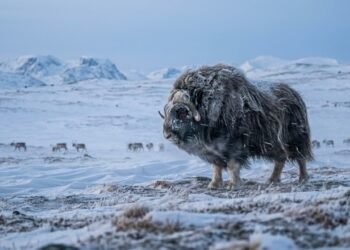 Como os animais sobrevivem ao inverno rigoroso da Noruega em um dos ambientes mais extremos da Europa