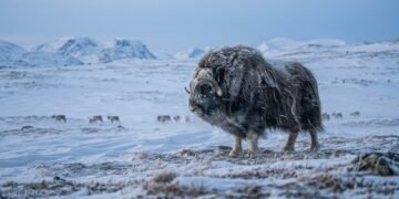 Como os animais sobrevivem ao inverno rigoroso da Noruega em um dos ambientes mais extremos da Europa