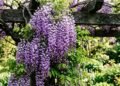 Glicínia: a trepadeira de flores em cascata que transforma qualquer muro num cenário de conto de fadas