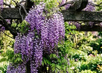 Glicínia: a trepadeira de flores em cascata que transforma qualquer muro num cenário de conto de fadas