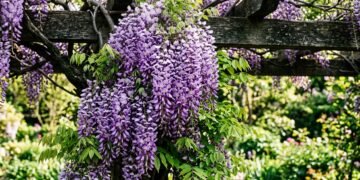 Glicínia: a trepadeira de flores em cascata que transforma qualquer muro num cenário de conto de fadas