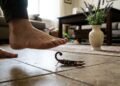 As 4 plantas que ajudam a afastar escorpiões e ainda decoram sua casa com muita elegância
