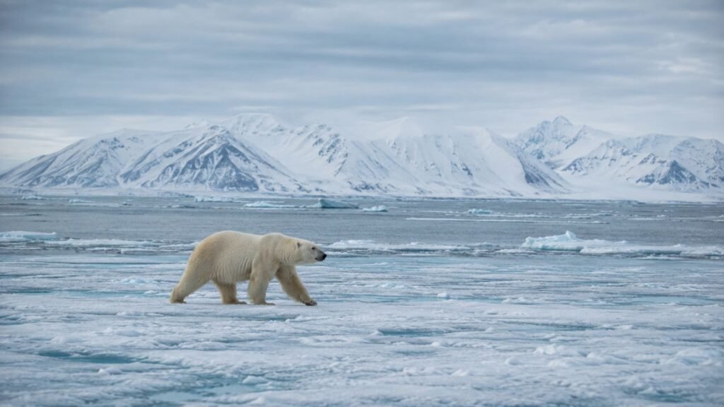 Como os animais sobrevivem ao inverno rigoroso da Noruega em um dos ambientes mais extremos da Europa