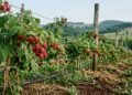 Como cultivar framboesas: guia definitivo para o cultivo de mudas e colheitas fáceis