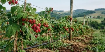 Como cultivar framboesas: guia definitivo para o cultivo de mudas e colheitas fáceis
