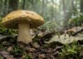 O misterioso cogumelo que faz pessoas terem visões de pequenas pessoas continua intrigando cientistas
