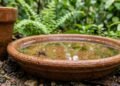O pratinho esquecido sob o vaso pode transformar o jardim em foco de dengue