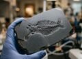 Fósseis de 500 milhões de anos revelam como a vida animal mudou para a forma de hoje