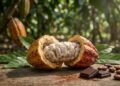 Plantas conhecidas como “alimento dos deuses” podem ajudar a retardar o envelhecimento e reduzir o risco de Alzheimer
