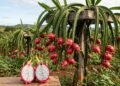 A fruta exótica que pode começar a produzir antes de completar 1 ano no Brasil