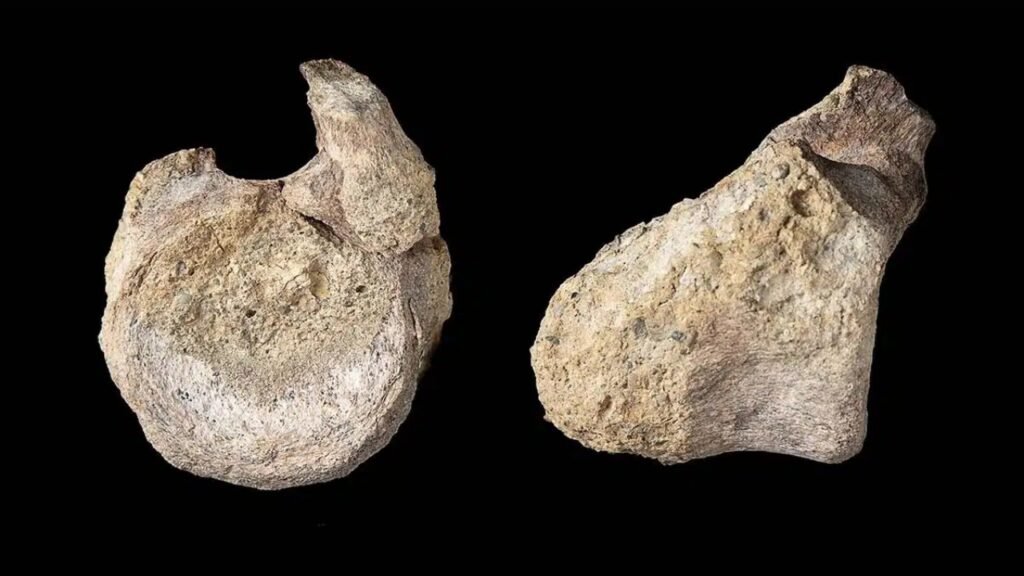 Um fóssil de 40 anos encontrado na Antártida acaba de se revelar o primeiro osso de dinossauro já descoberto no continente