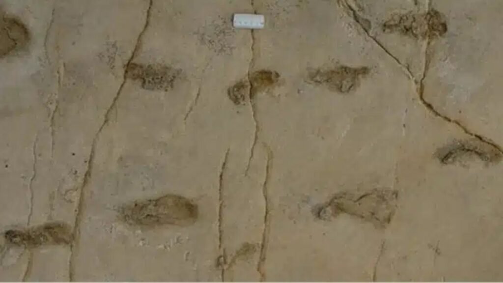 Pesquisadores encontraram as pegadas humanas mais antigas já identificadas, escondidas em sedimentos fossilizados de praia