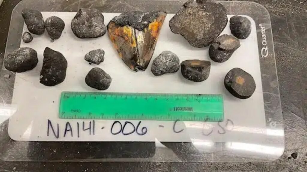 Robô encontra dente de megalodonte em monte submarino jamais explorado e reacende mistério sobre o predador gigante