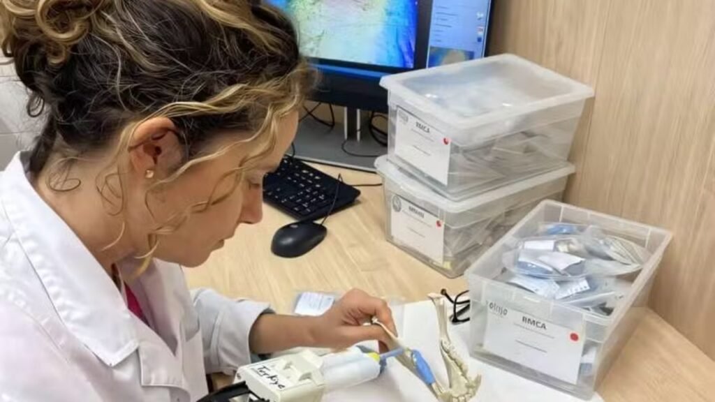 Cientistas estão usando IA para analisar dentes fossilizados e descobrir o que ancestrais humanos comiam há milhares de anos