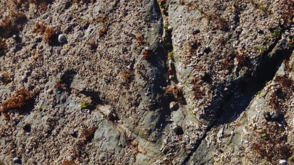 Pesquisadores encontraram 24 pegadas em uma região polar, revelando como os dinossauros dominaram um mundo congelado há 128 milhões de anos
