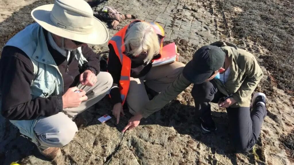 Pesquisadores encontraram 24 pegadas em uma região polar, revelando como os dinossauros dominaram um mundo congelado há 128 milhões de anos