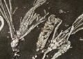 Cientistas analisaram uma estrutura de 0,41 milímetro e descobriram como era a vida em oceanos de 452 milhões de anos atrás