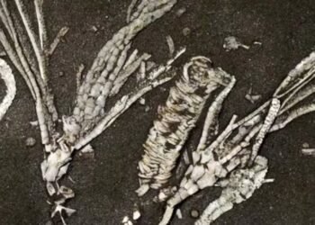 Cientistas analisaram uma estrutura de 0,41 milímetro e descobriram como era a vida em oceanos de 452 milhões de anos atrás