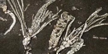 Cientistas analisaram uma estrutura de 0,41 milímetro e descobriram como era a vida em oceanos de 452 milhões de anos atrás