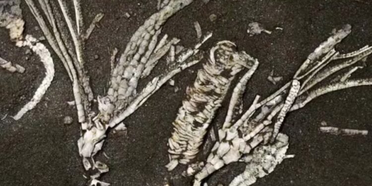 Cientistas analisaram uma estrutura de 0,41 milímetro e descobriram como era a vida em oceanos de 452 milhões de anos atrás