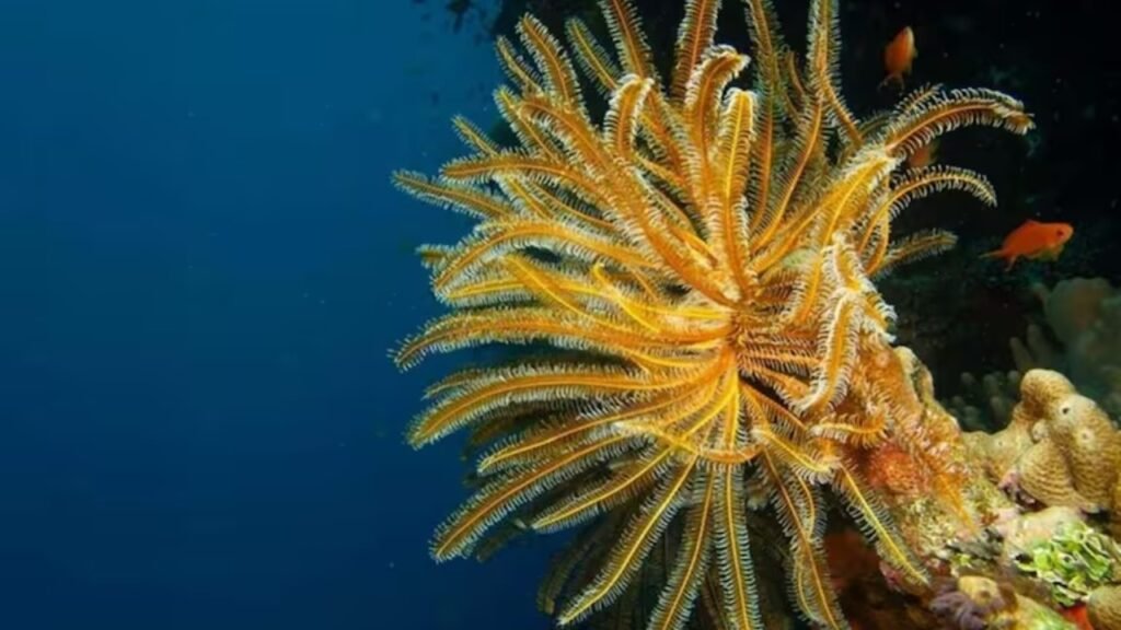 Cientistas analisaram uma estrutura de 0,41 milímetro e descobriram como era a vida em oceanos de 452 milhões de anos atrás