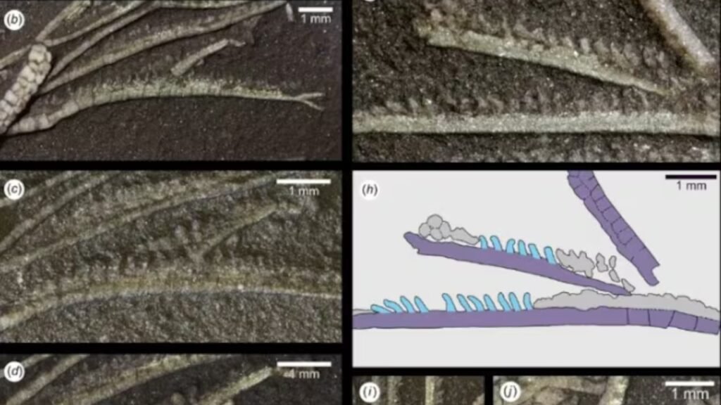 Cientistas analisaram uma estrutura de 0,41 milímetro e descobriram como era a vida em oceanos de 452 milhões de anos atrás