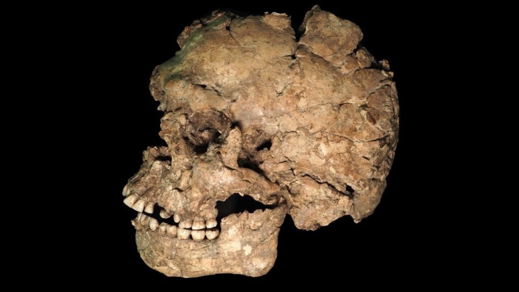 Uma marca quase invisível em uma mandíbula de 100 mil anos pode revelar um dos episódios de violência mais antigos da humanidade