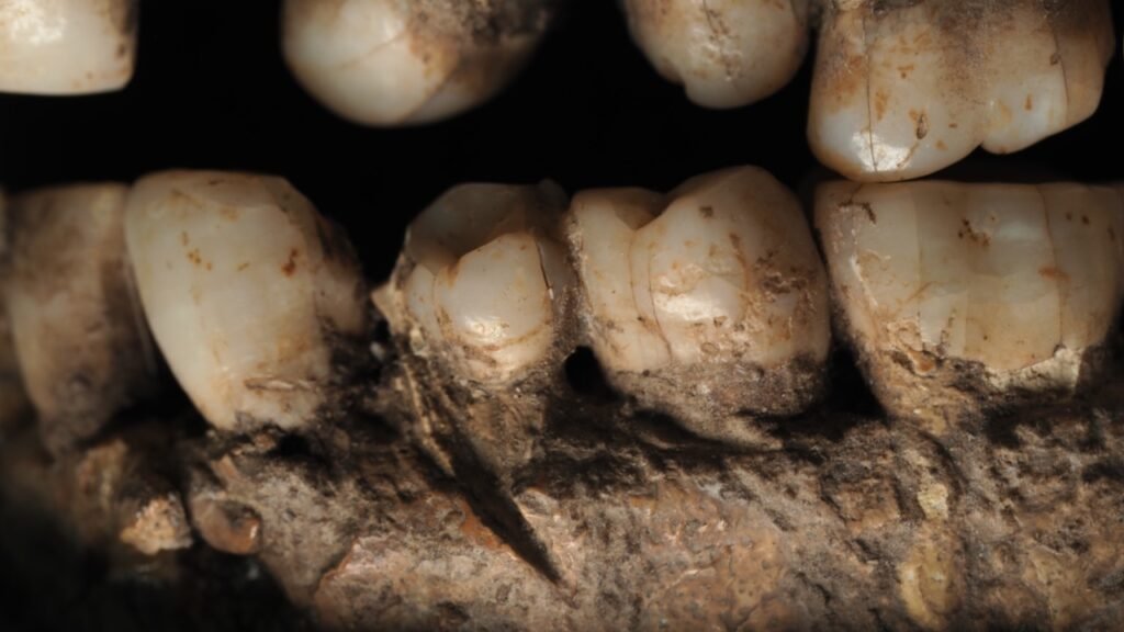 Uma marca quase invisível em uma mandíbula de 100 mil anos pode revelar um dos episódios de violência mais antigos da humanidade