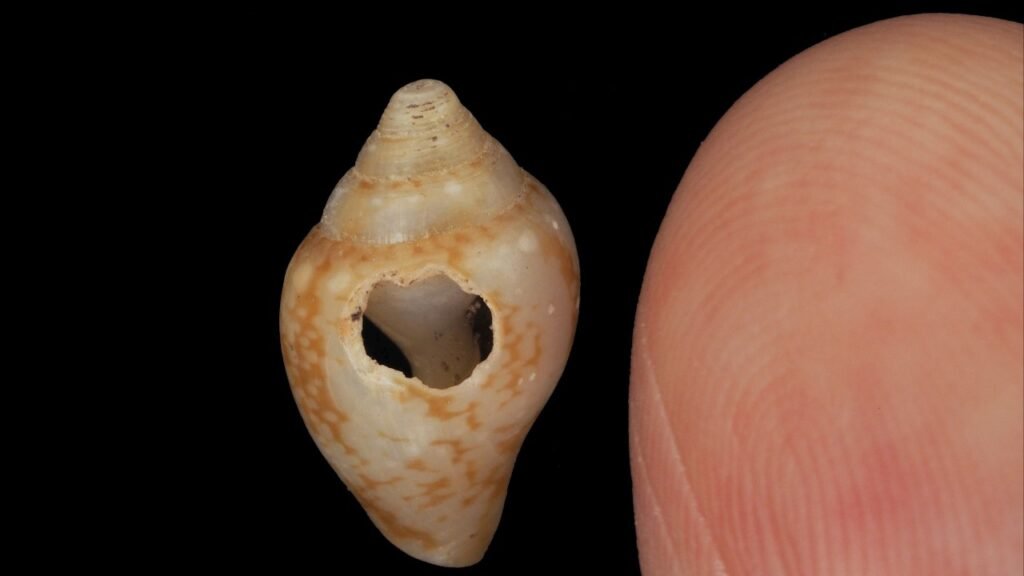 Ferramentas, ossos e pequenas conchas encontrados em uma caverna levantaram uma possibilidade inesperada sobre a relação entre neandertais e Homo sapiens