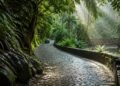 Estrada de paralelepípedos molhada atravessa a Mata Atlântica, com um carro ao fundo, muro de pedra e ponte de madeira entre a vegetação.
