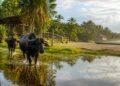 Ilha de Marajó fica entre rios, oceano e uma cultura marcada pelos búfalos