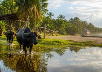 Ilha de Marajó fica entre rios, oceano e uma cultura marcada pelos búfalos