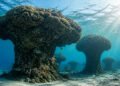 Formações de corais em forma de cogumelo no fundo do mar em Abrolhos, com peixes ao redor e raios de sol atravessando a água.