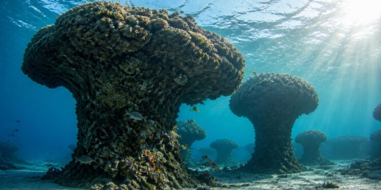 Formações de corais em forma de cogumelo no fundo do mar em Abrolhos, com peixes ao redor e raios de sol atravessando a água.