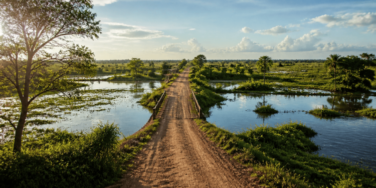 Estrada de terra atravessa uma área alagada do Pantanal por uma ponte estreita, cercada por águas, vegetação verde, árvores e palmeiras.