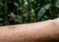 Mosquitos picam mais quem toma banho ou quem está suado? A resposta pode surpreender